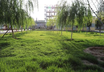 廠(chǎng)區(qū)草坪